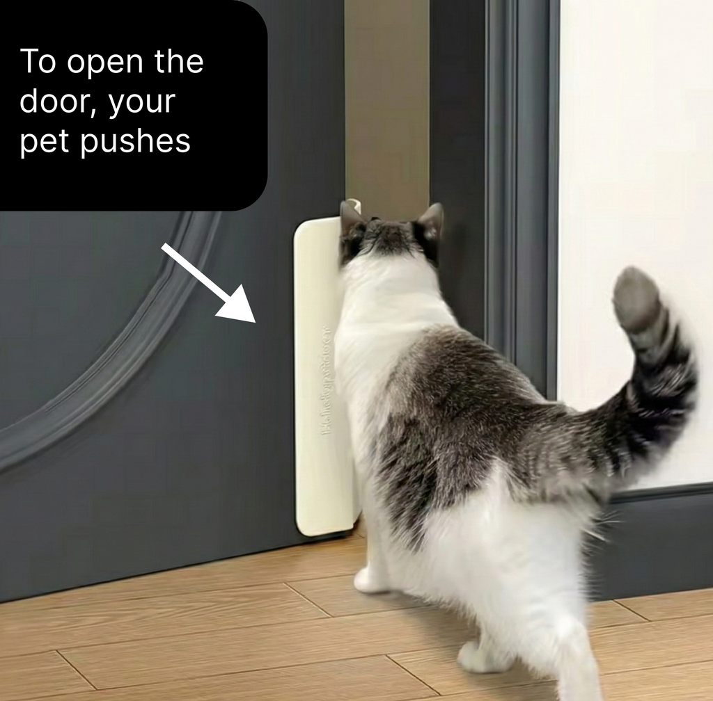 Cat using automatic door opening device